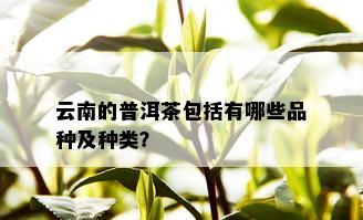 云南的普洱茶包括有哪些品种及种类？