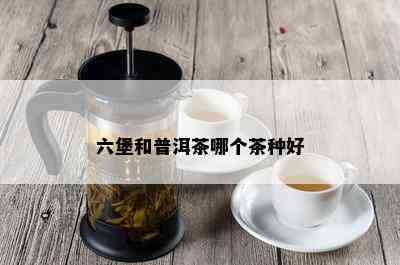 六堡和普洱茶哪个茶种好