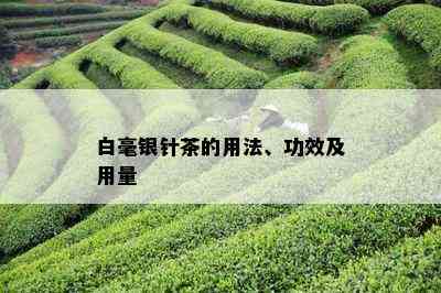 白毫银针茶的用法、功效及用量