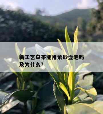 新工艺白茶能用紫砂壶泡吗及为什么？