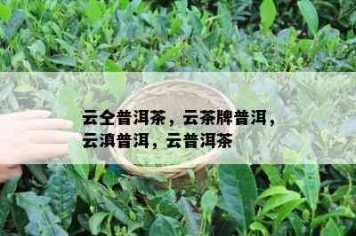 云仝普洱茶，云茶牌普洱，云滇普洱，云普洱茶