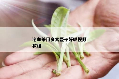 泡白茶用多大壶子好呢视频教程