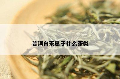 普洱白茶属于什么茶类