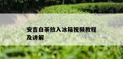 安吉白茶放入冰箱视频教程及讲解