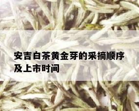 安吉白茶黄金芽的采摘顺序及上市时间