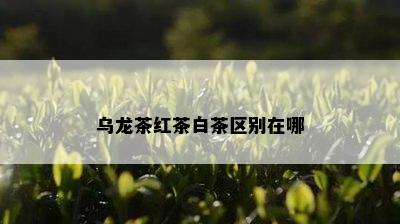 乌龙茶红茶白茶区别在哪