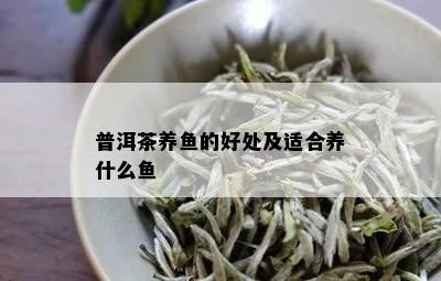 普洱茶养鱼的好处及适合养什么鱼