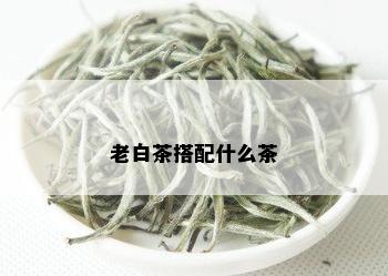 老白茶搭配什么茶