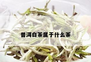 普洱白茶属于什么茶