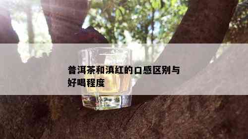 普洱茶和滇红的口感区别与好喝程度