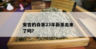 安吉的白茶23年新茶出来了吗？