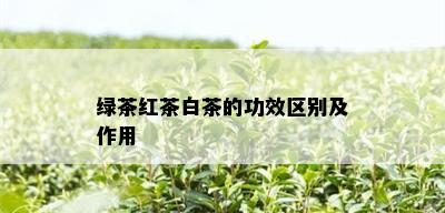 绿茶红茶白茶的功效区别及作用