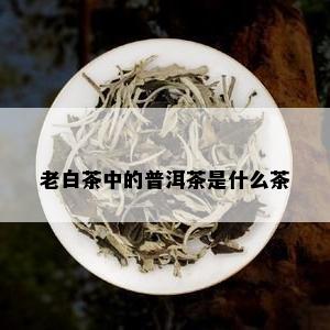 老白茶中的普洱茶是什么茶