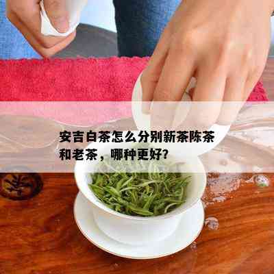 安吉白茶怎么分别新茶陈茶和老茶，哪种更好？