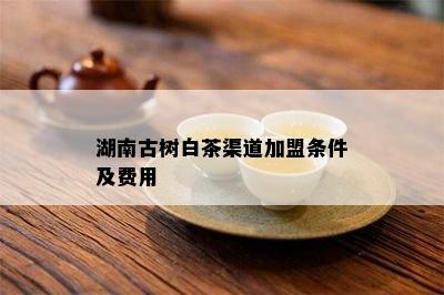 湖南古树白茶渠道加盟条件及费用