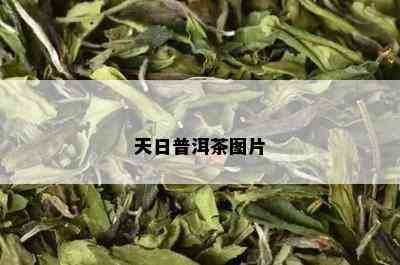 天日普洱茶图片