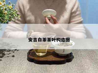 安吉白茶茶叶构造图