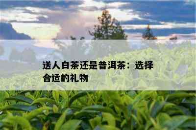 送人白茶还是普洱茶：选择合适的礼物