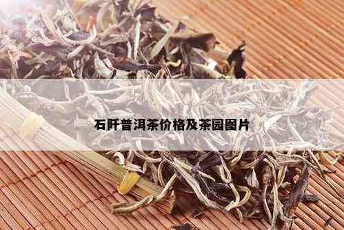 石阡普洱茶价格及茶园图片