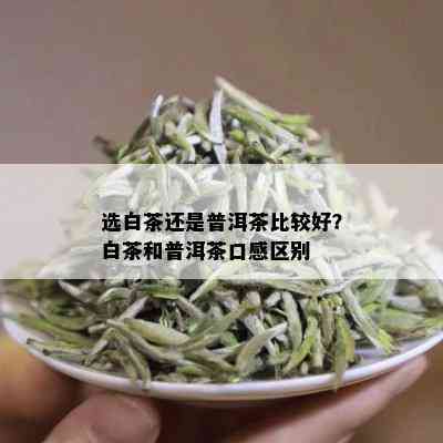 选白茶还是普洱茶比较好？白茶和普洱茶口感区别