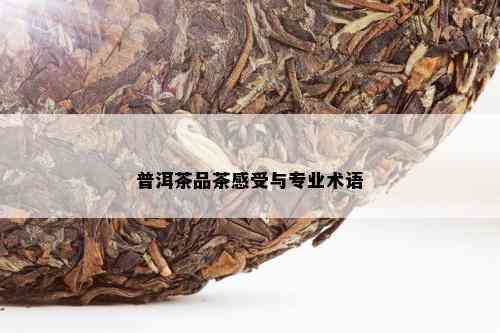 普洱茶品茶感受与专业术语