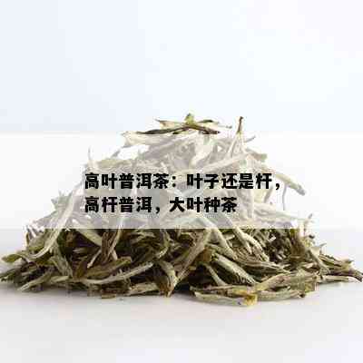 高叶普洱茶：叶子还是杆，高杆普洱，大叶种茶