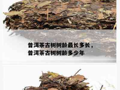 普洱茶古树树龄最长多长，普洱茶古树树龄多少年