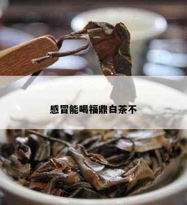 感冒能喝福鼎白茶不