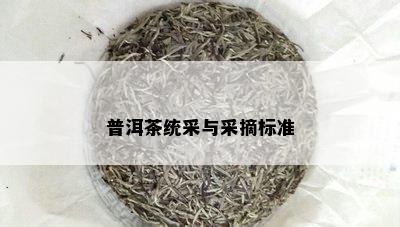 普洱茶统采与采摘标准