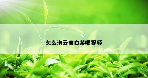 怎么泡云南白茶喝视频