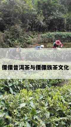 傈僳普洱茶与傈僳族茶文化