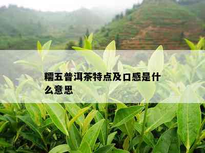 糯五普洱茶特点及口感是什么意思