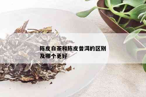 陈皮白茶和陈皮普洱的区别及哪个更好