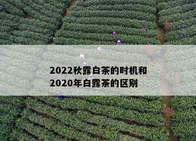 2022秋露白茶的时机和2020年白露茶的区别