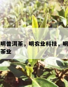 明普洱茶，明农业科技，明茶业