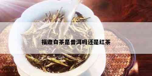 福鼎白茶是普洱吗还是红茶