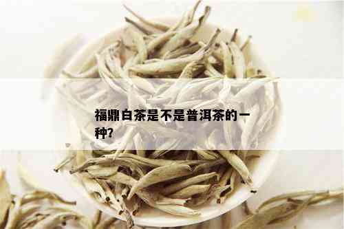 福鼎白茶是不是普洱茶的一种？