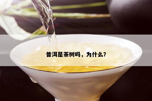 普洱是茶树吗，为什么？