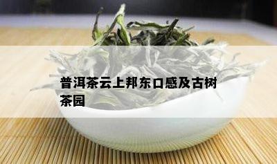 普洱茶云上邦东口感及古树茶园