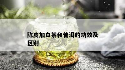 陈皮加白茶和普洱的功效及区别