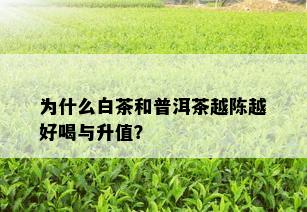 为什么白茶和普洱茶越陈越好喝与升值？