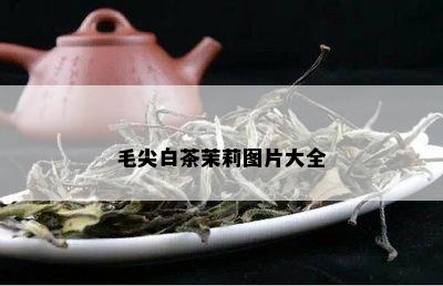 毛尖白茶茉莉图片大全