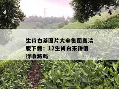 生肖白茶图片大全集图高清版下载：12生肖白茶饼值得收藏吗