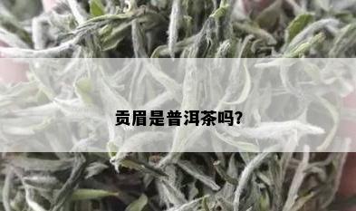 贡眉是普洱茶吗？