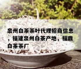 泉州白茶茶叶代理招商信息，福建泉州白茶产地，福鼎白茶茶厂