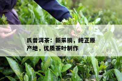 氏普洱茶：新采摘，纯正原产地，优质茶叶制作