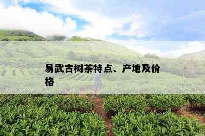 易武古树茶特点、产地及价格