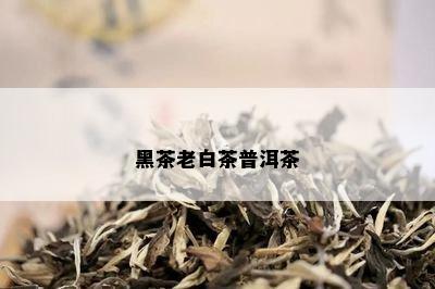 黑茶老白茶普洱茶