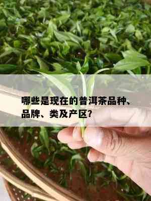 哪些是现在的普洱茶品种、品牌、类及产区？