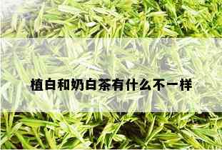 植白和奶白茶有什么不一样